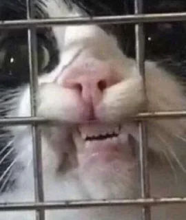 😺