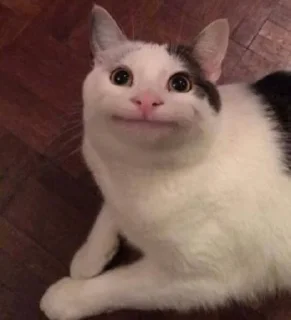 🐱