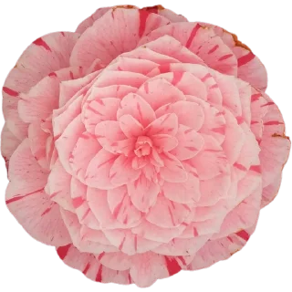 🌸