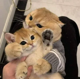 😼
