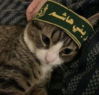 🐱