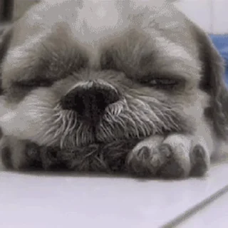 💤