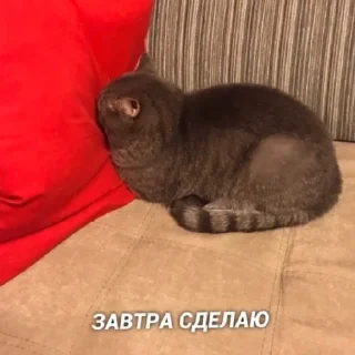 😴