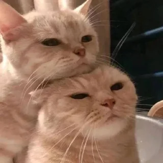 Смешные животные @colored_emotions