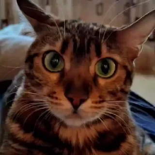 🤩