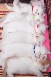 🐱
