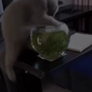 🐈