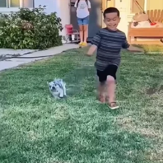 🐩