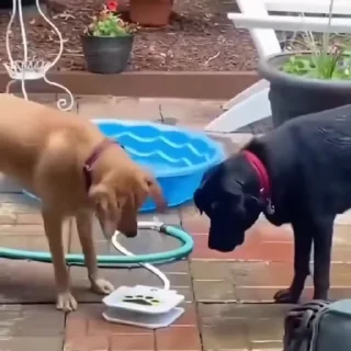 🐩
