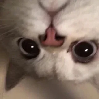🌟