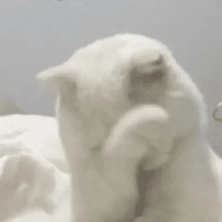 🐱