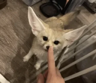 👃