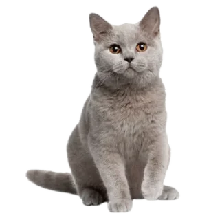 🐈