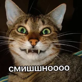 🐈