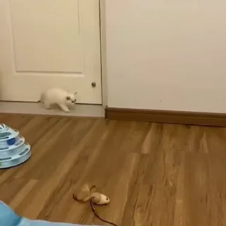🐈‍⬛