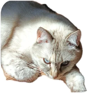 🐱