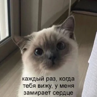 🥺
