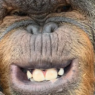 🐵