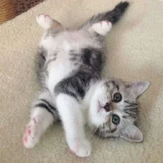 🥺