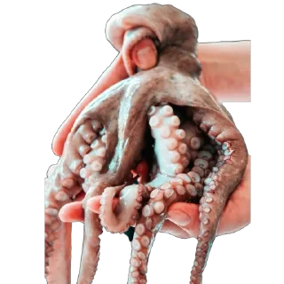 🦑
