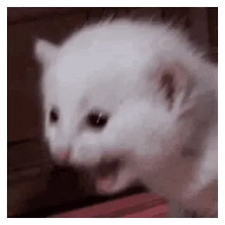 🐱