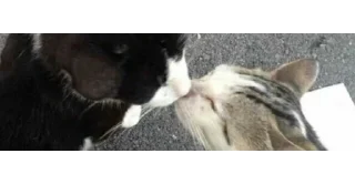 🐱