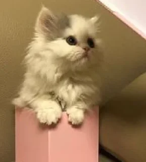 😺