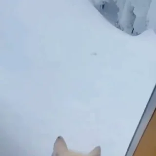 🤩