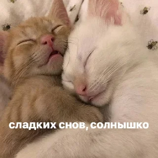 💤