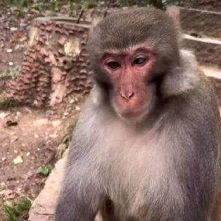 🙉