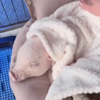 🐽