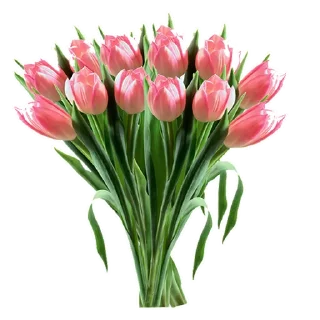 🌷