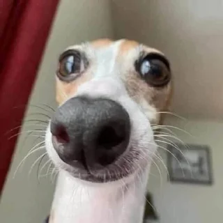 🌟