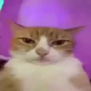 😎