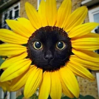 🌻