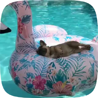 🐶