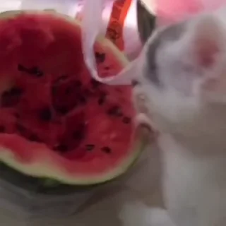 😼