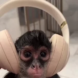 🎧