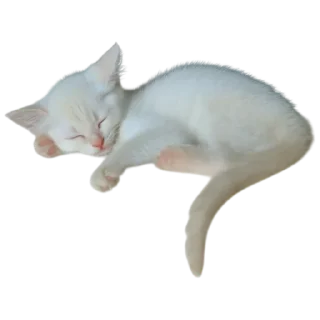 🐱