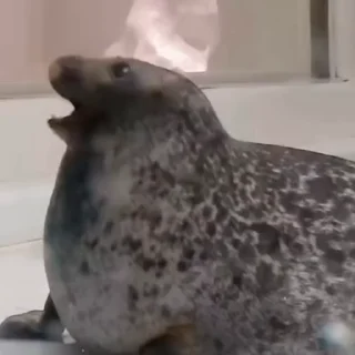 🦭