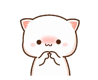 peach cat 🌸 @peachlovesgoma