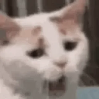 🐱