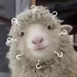 🐑