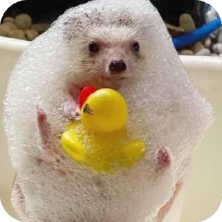 🦆