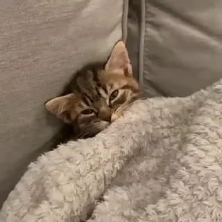 😪