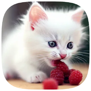 😼