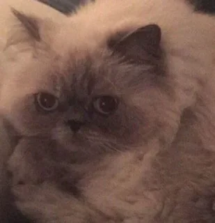 🥺