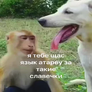 🐵