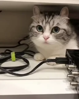 🐈