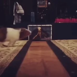 🐹